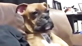 Dog relaxing on sofa with owner