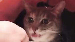 Cat drinking water with a straight face