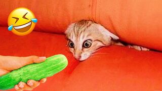 Chats et chiens les plus drôles !!!! Animaux drôles 2023 !! Partie 23