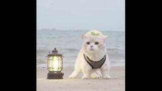 KUCING LUCU PART III