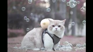 KUCING LUCU PART IV