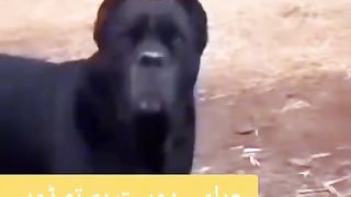 Funny video spot me bhai log in 38