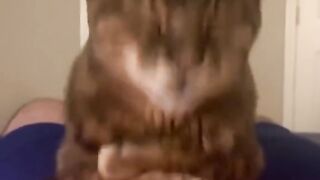 my cat is tired of me