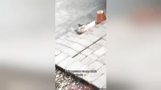 Thé funniest random fail compilation