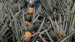 Memetik buah Nanas
