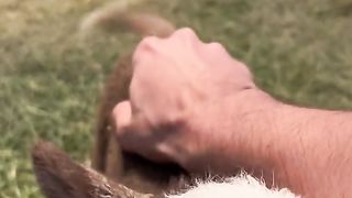 cute sheep