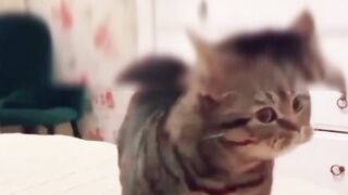 funny cat talking 2