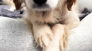 rescued dog