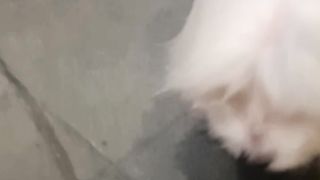 Si cantik lagi marah
