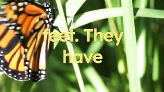 Unique Facts about Butterfly