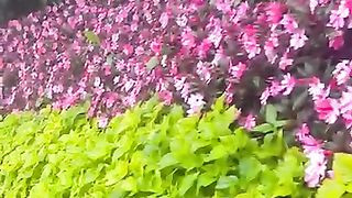 Colorful Garden of Alexandria