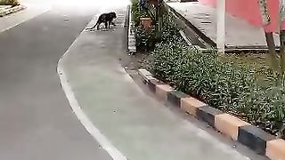 SUPER KUNYUK