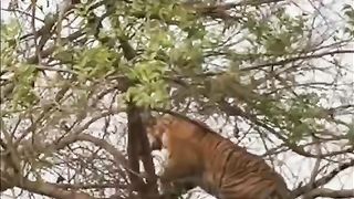 MONKEY AND TIGER #animals #tourists #bush #forest #travel #instafood #subscribe #follow.