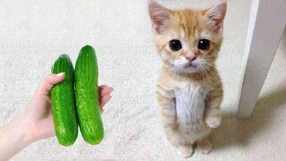 Chats et chiens les plus drôles !!!! Animaux drôles 2023 !! Partie 9
