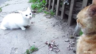 White cat very angry and she wants to hit the former lover. they really cute.