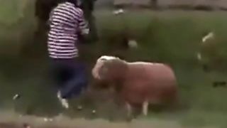 kambing marah