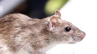 Tikus Purba