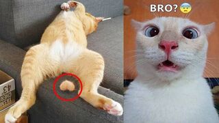 Chats et chiens les plus drôles !!!! Animaux drôles 2023 !! Partie 32