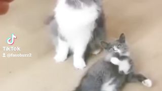 Compilation de vidéo drôle ????