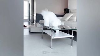 Funny cats 61