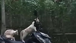 Cat rides a motorcycle