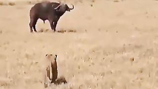 Wild Teamwork