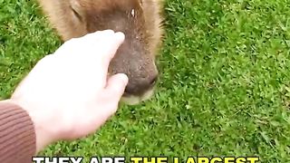 Capybara The Chilest Animal On Earth