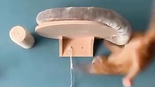 Funny animals 2023## Fanniest cats and dogs vidéos