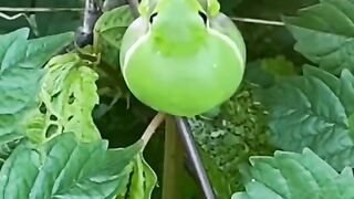 frog voice