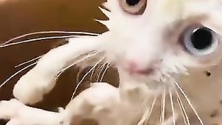 Abandoned cat in the rain;;;; قطة مهجورة تحت المطر