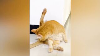 Vous riez, vous perdez ???? Les chats et les chiens les plus drôles 2