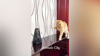Vous riez, vous perdez ???? Les chats et les chiens les plus drôles ???????? Partie 8