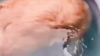 Funny animals 2023##Funniest cats and dogs videos