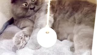 funniest cats videos compilation best of 2023 2