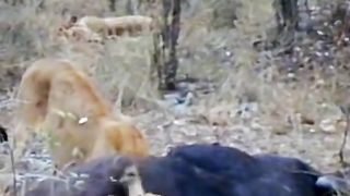Litel lion cub in the end