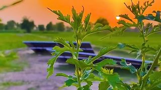 Village Nature