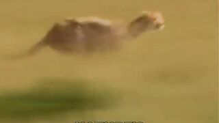 Cheetah _The Fastest Animal On Earth