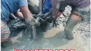 ikan berbahaya yang menyerang manusia