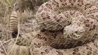How Do Rattlesnakes Rattle