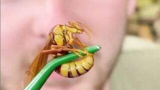 Executioner Wasp_The Stinging Nightmare