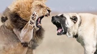 Top 10 Most Dangerous Dog Breeds in the World