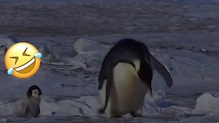 Vidéos droles d’animaux