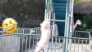 Vidéos drôles d’animaux