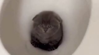 Les pires bêtises des chat !