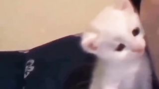 #cats #funny #compilation #shorts