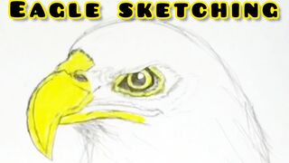 Eagle sketching