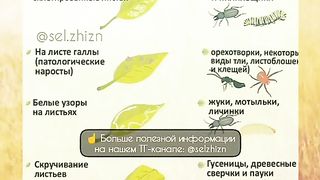 КАК ДА РАЗПОЗНАЕМ ВРЕДИТЕЛИТЕ ?
