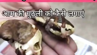 How to germinate mango seeds easily