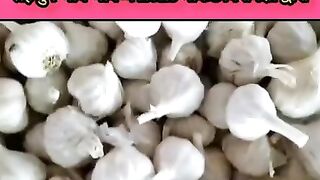 लहसुन भाव भविष्य 2023 2
