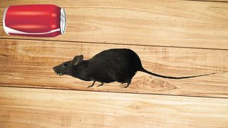Tikus ( mouse )